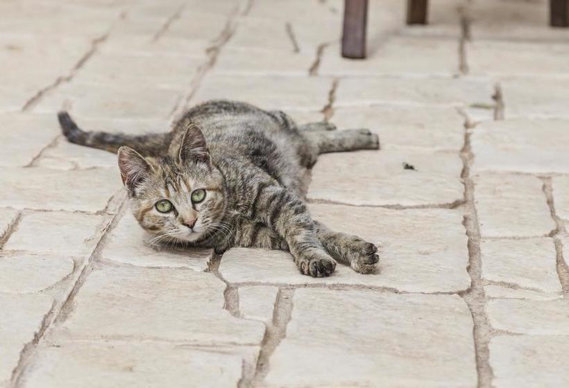 Bed and Breakfast Abbraccio Del Carrubo  | Scicli | Ragusa | Italia 11