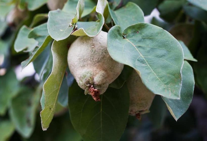 Erbas Bed And Breakfast  | Nuoro | Sardinia | Italie 14