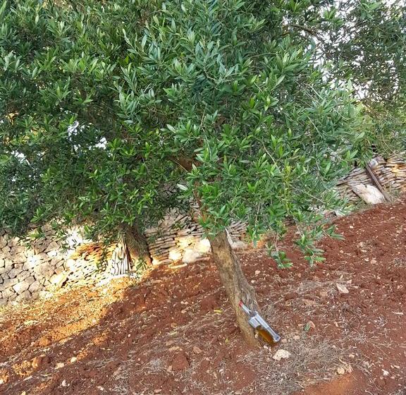 Bed and Breakfast Trulli Della Masseria Staffone  | Alberobello | Bari | Itália 14