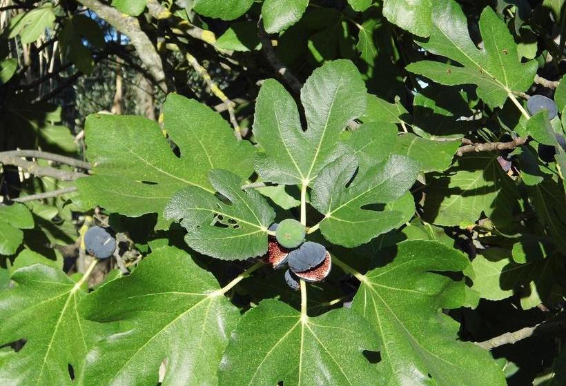 Bed and Breakfast Poggiotella  | Montespertoli | Florence | Italia 12