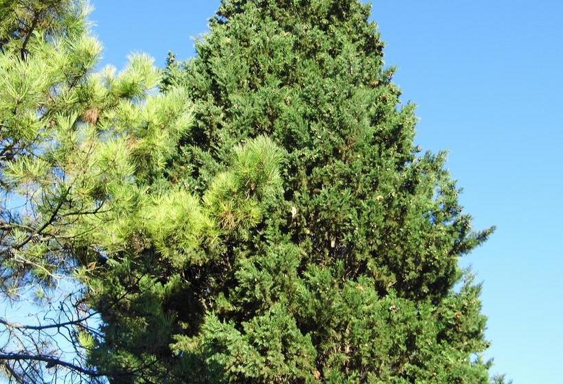 Bed and Breakfast Poggiotella  | Montespertoli | Florence | Italia 8