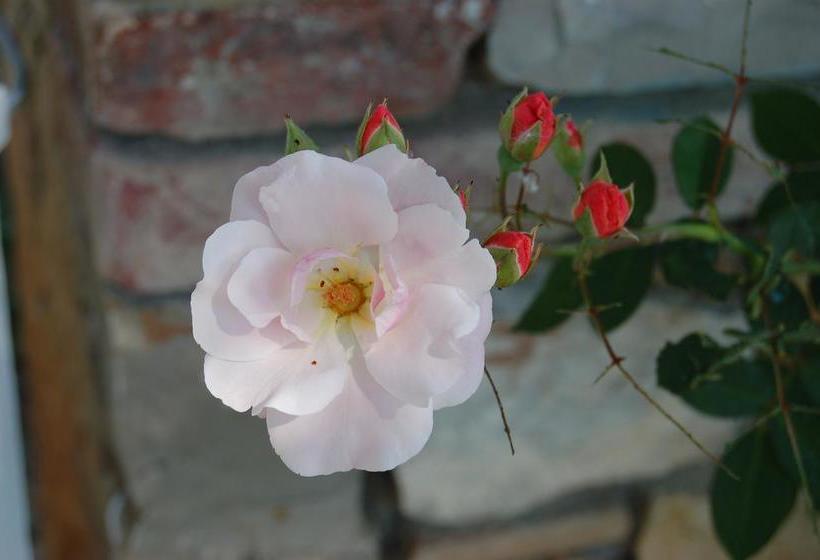 B&b Podere Il Colto  | Gaiole in Chianti | Siena | Italia 8