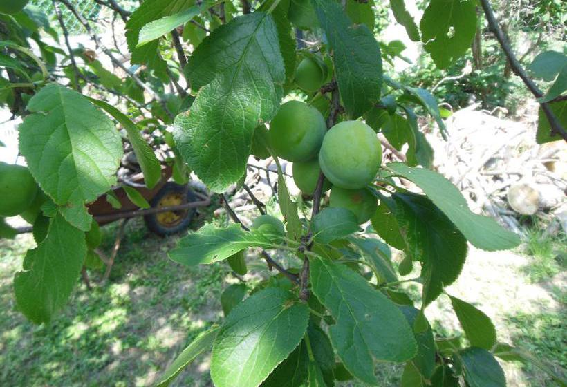 B&b La Cascina Nel Frutteto  | Trieste | Trieste | Italia 17