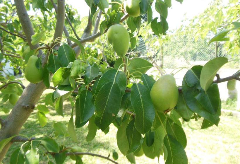 B&b La Cascina Nel Frutteto  | Trieste | Trieste | Italia 3