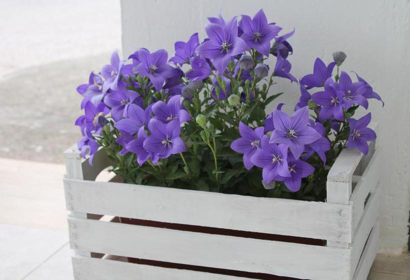 Bed and Breakfast Country House Ostuni  | Ostuni | Brindisi | Italia 2