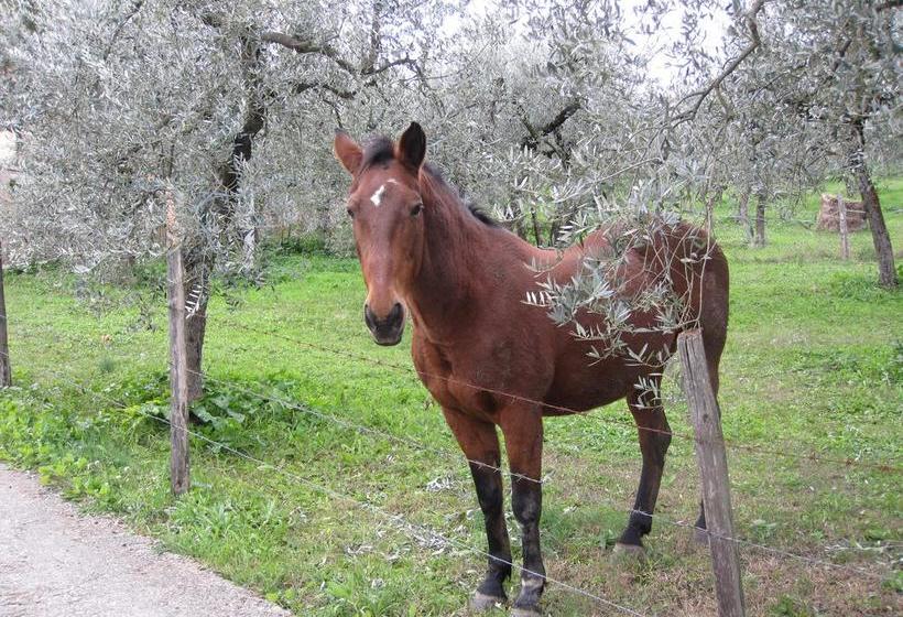 Bed and Breakfast Valle Degli Ulivi  | Terni | Terni | Itália 12