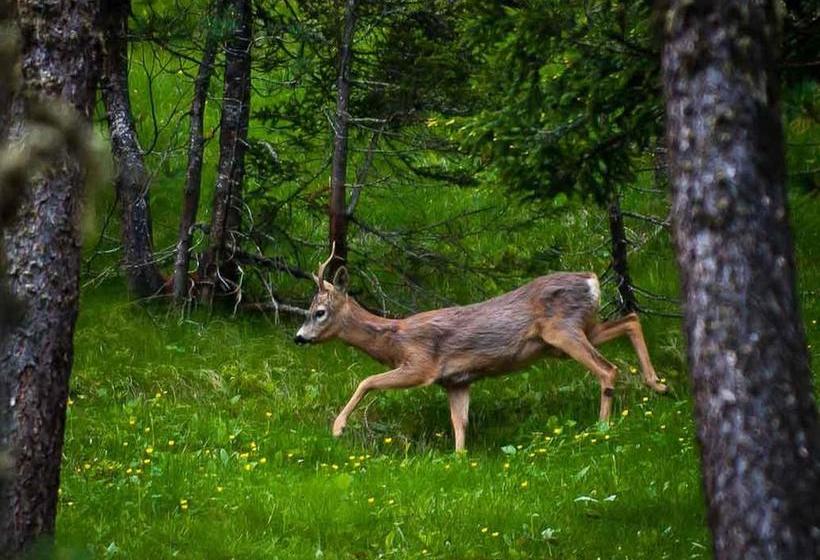 B&b Villa Dolomites Hut  | Marebbe | Bolzano | Italia 16