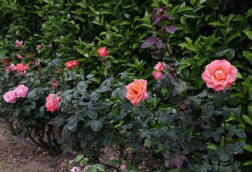 Rosemarie B&b  | Manciano | Grosseto | Italia 17