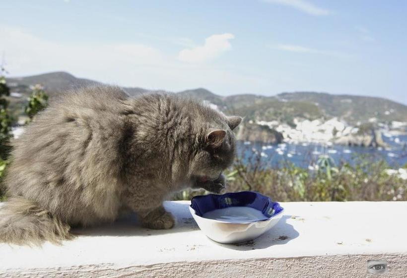 Bed and Breakfast Villa Pina  | Ponza - Ponza Isola | Latina | Italia 19