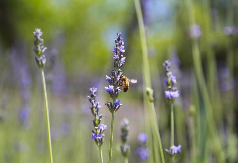 Hotel Illicini  | Maratea | Potenza | Italia 12