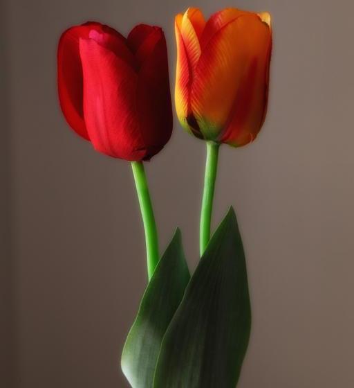 Bed and Breakfast La Bussola  | Trapani | Trapani | Italia 17