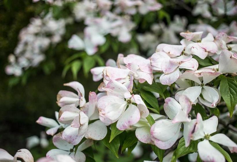 Bed and Breakfast Villa Laly  | Trieste | Trieste | Italia 16