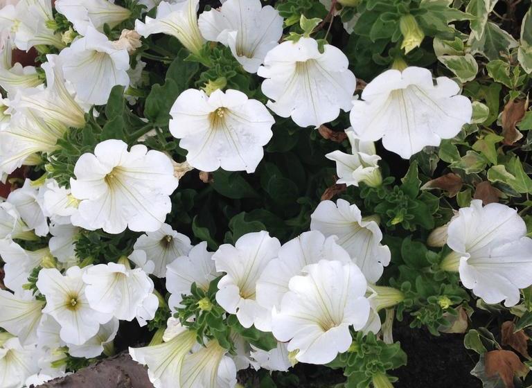 Resort Romano  | Alberobello | Bari | Italia 7