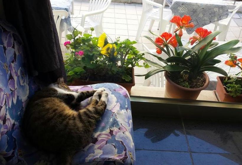 Hôtel Albergo Villa Adelmo  | Rimini | Rimini | Italie 16