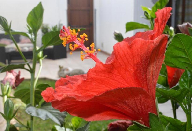 Bed and Breakfast Kimos  | San Vito lo Capo | Trapani | Italia 3