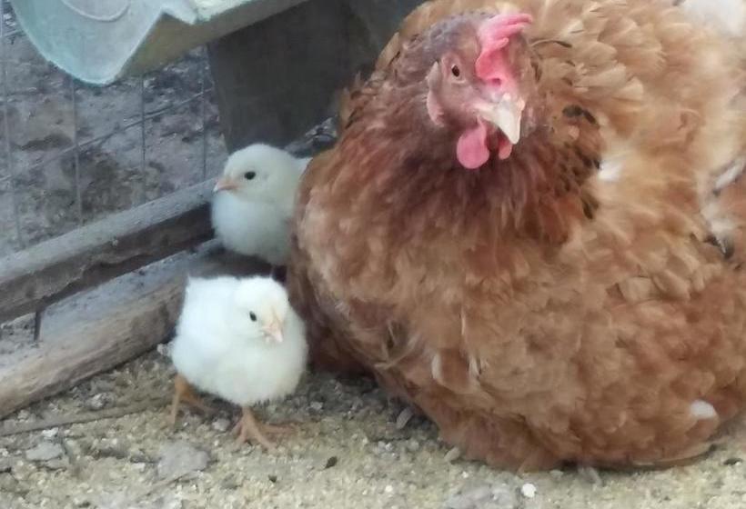 Bed and Breakfast Il Melograno  | Ceglie Messapica | Brindisi | Italia 9