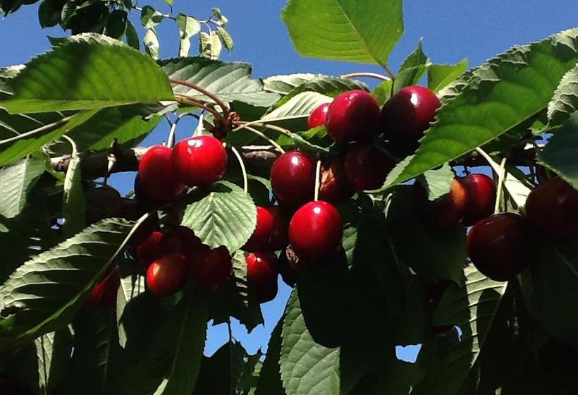 Bed and Breakfast Azienda Agricola Baronesse Tacco  | San Floriano del Collio | Gorizia | Italia 20