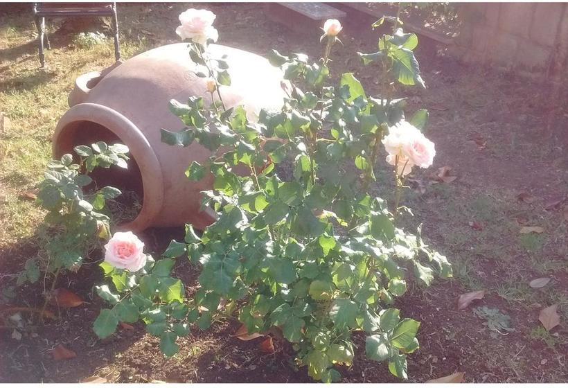 Bed and Breakfast La Casa Di Lilì  | Grottaferrata | Roma | Italia 16