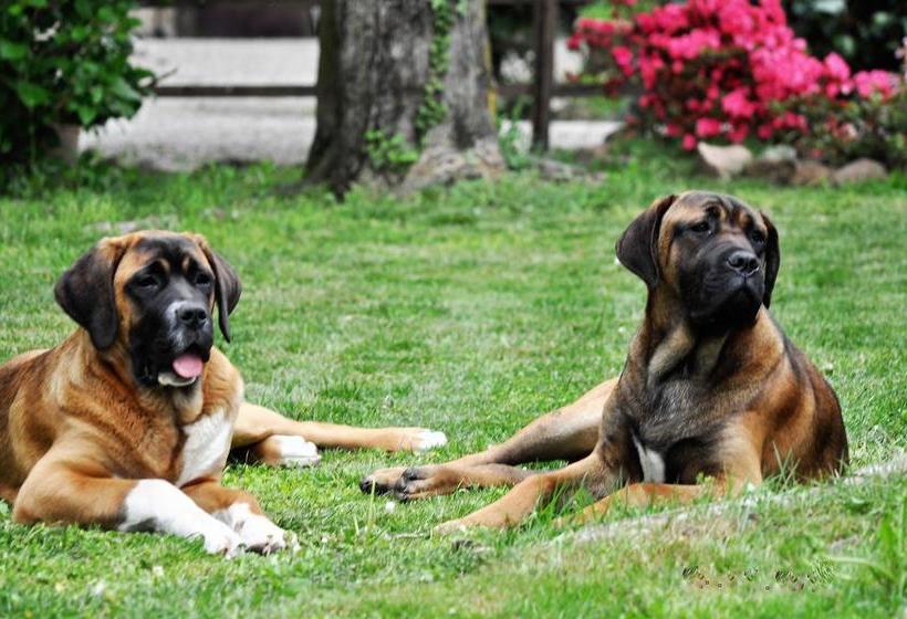 Invilla B&b  | Varese | Varese | Italia 15