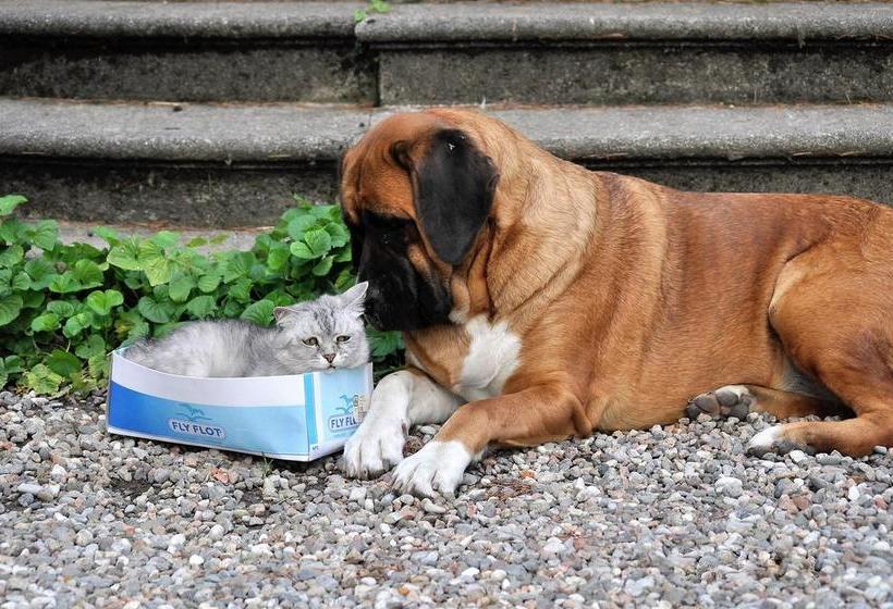 Invilla B&b  | Varese | Varese | Italia 17