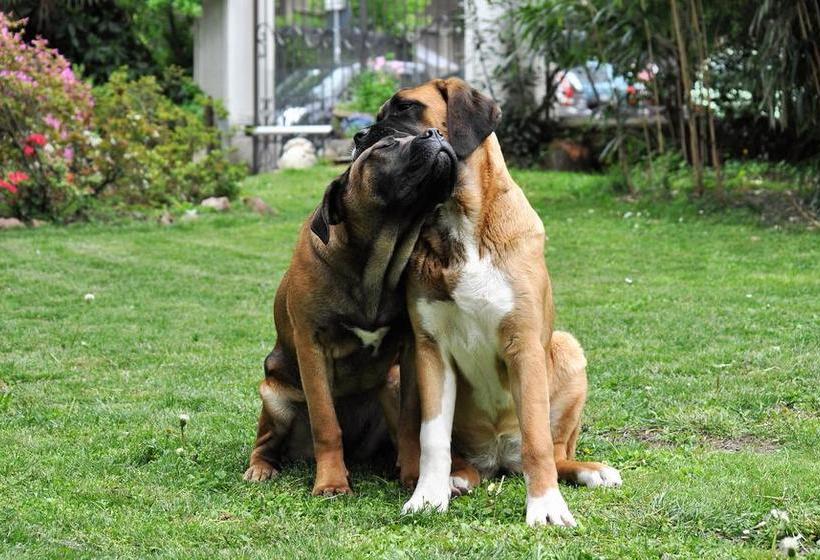 Invilla B&b  | Varese | Varese | Italia 5