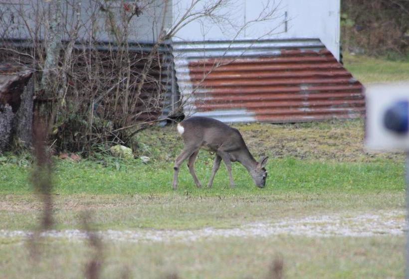 Bed and Breakfast Alpin Haus  | Sappada | Belluno | Italia 4