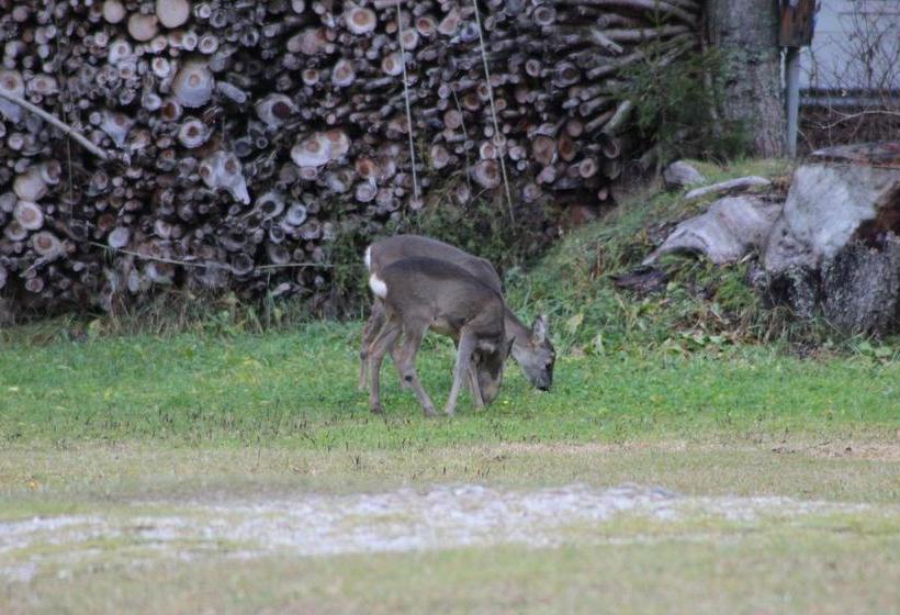 Bed and Breakfast Alpin Haus  | Sappada | Belluno | Italia 5