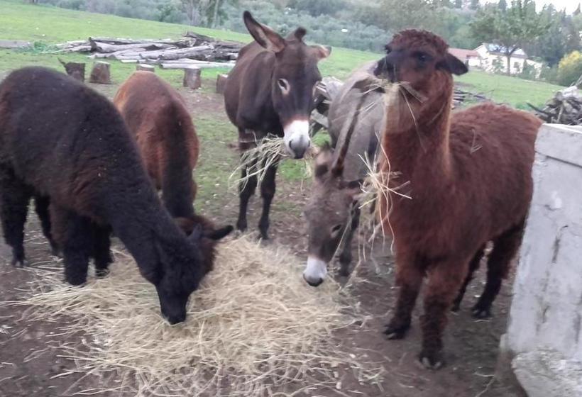 La Fattoria Barbini B&b  | Viterbo | Viterbo | Italia 4