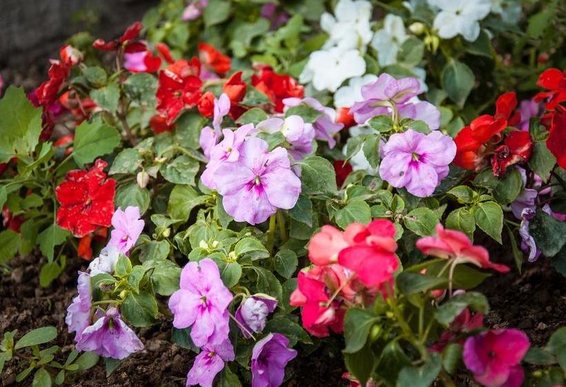 Nonna Angela Bed & Breakfast  | Ischia | Napoli | Italia 2