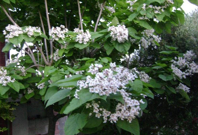 Bed and Breakfast Il Melograno Da Maria  | Mandas | Sardegna | Italia 14