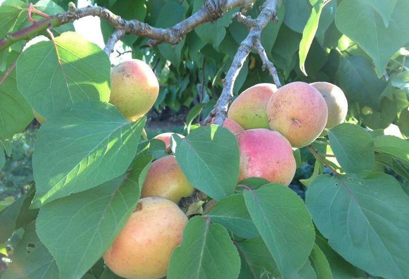 B&b Tenuta Paradisi  | Copertino | Lecce | Italia 10
