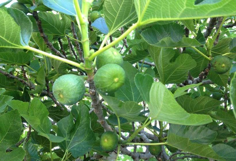 B&b Tenuta Paradisi  | Copertino | Lecce | Italia 11