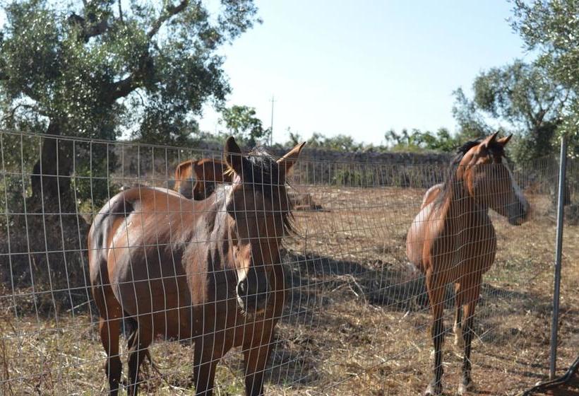 B&b Tenuta Paradisi  | Copertino | Lecce | Italia 19