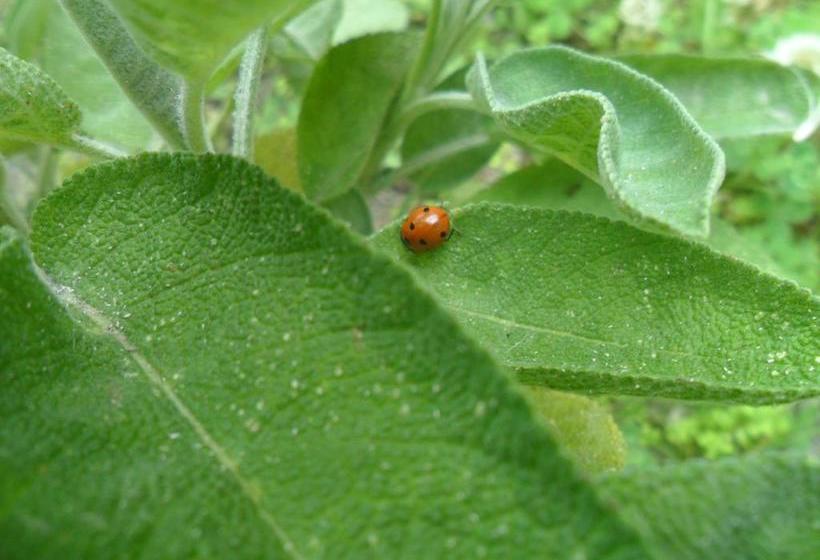 Hotel Eden  | Santa Fiora | Grosseto | Italia 11