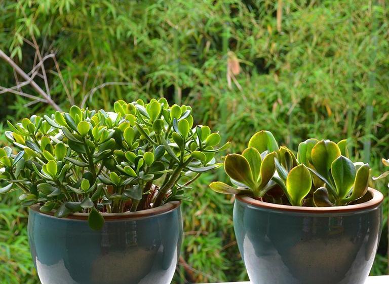 B&b Campo Delle Stelle Beatrice  | Vanzago | Milano | Italia 5