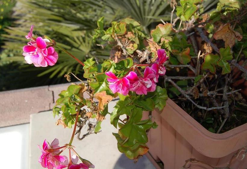 B&b Le Cicale  | Vieste | Foggia | Italia 3