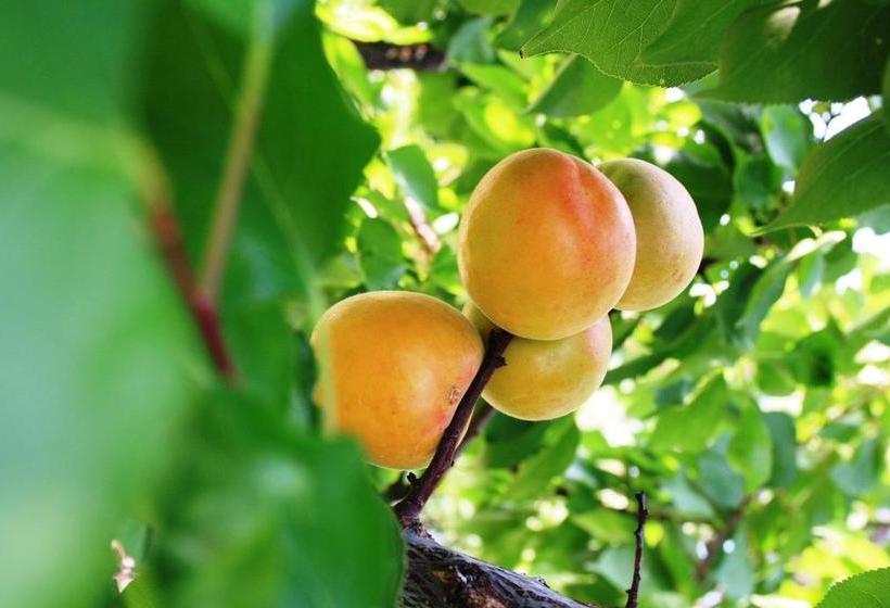 B&b Verdegiada  | Brindisi | Brindisi | Italia 11