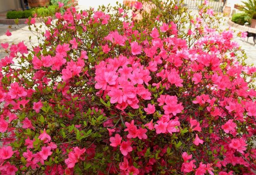 Bed and Breakfast Villa Il Casone  | Monteriggioni | Siena | Italia 8