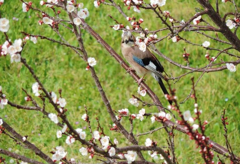 Bed and Breakfast Rosmarino  | Celle Ligure | Savona | Italia 13