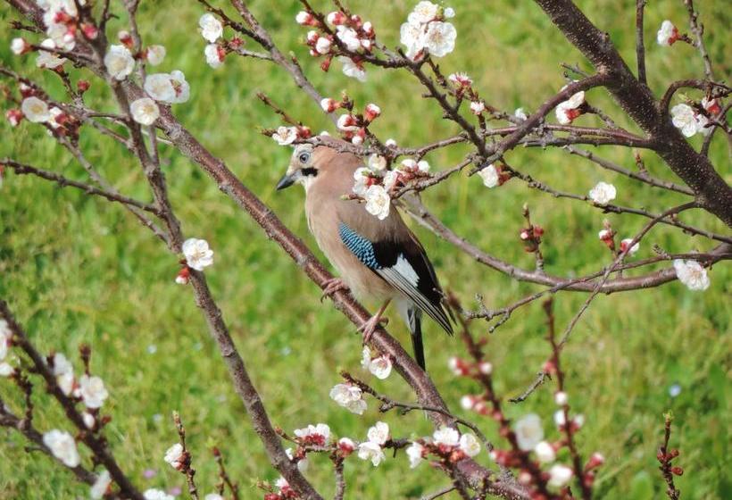 Bed and Breakfast Rosmarino  | Celle Ligure | Savona | Italia 14