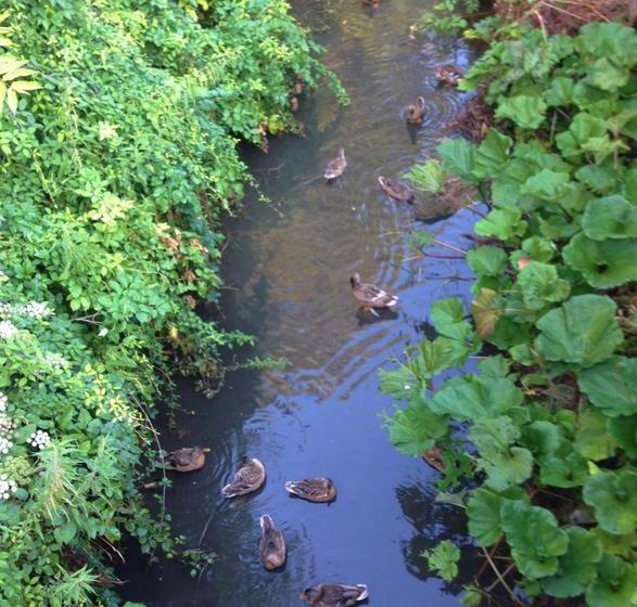 Bed and Breakfast Rosmarino  | Celle Ligure | Savona | Italia 15