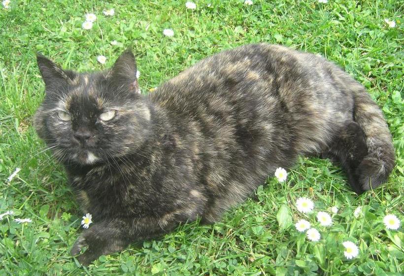 Bed and Breakfast La Villa Di Lucia  | Viterbo | Viterbo | Italia 5