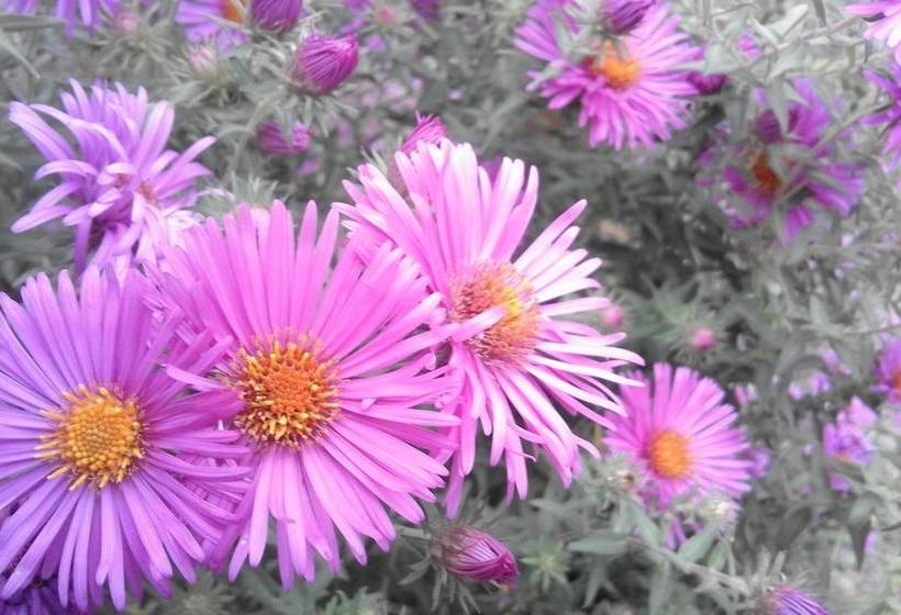 B&b Alle Ortensie Blu  | Sesta Godano | La Spezia | Italy 17