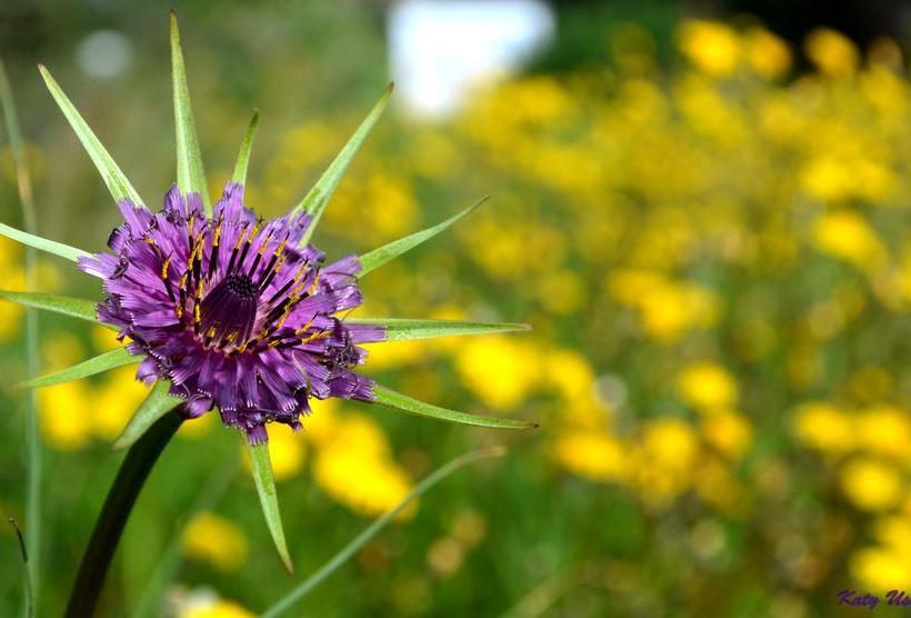 Bed & Breakfast Pira Pinta  | Dorgali | Sardinia | Italie 4