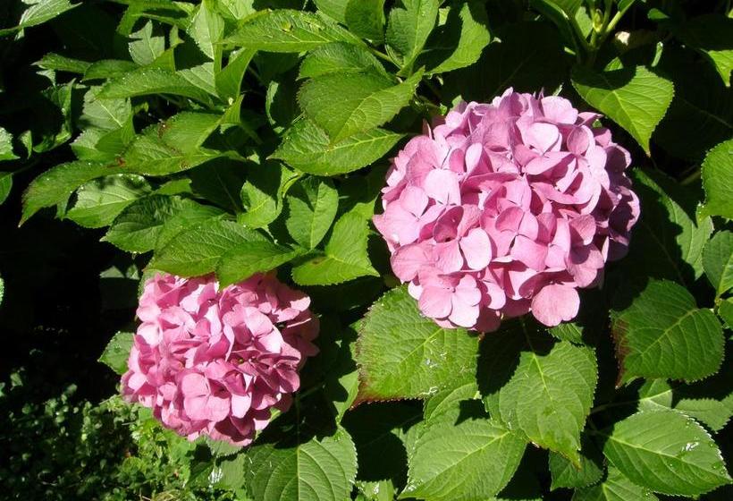 Bed and Breakfast Villa Ilaria  | Caderzone Terme | Trento | Italia 16