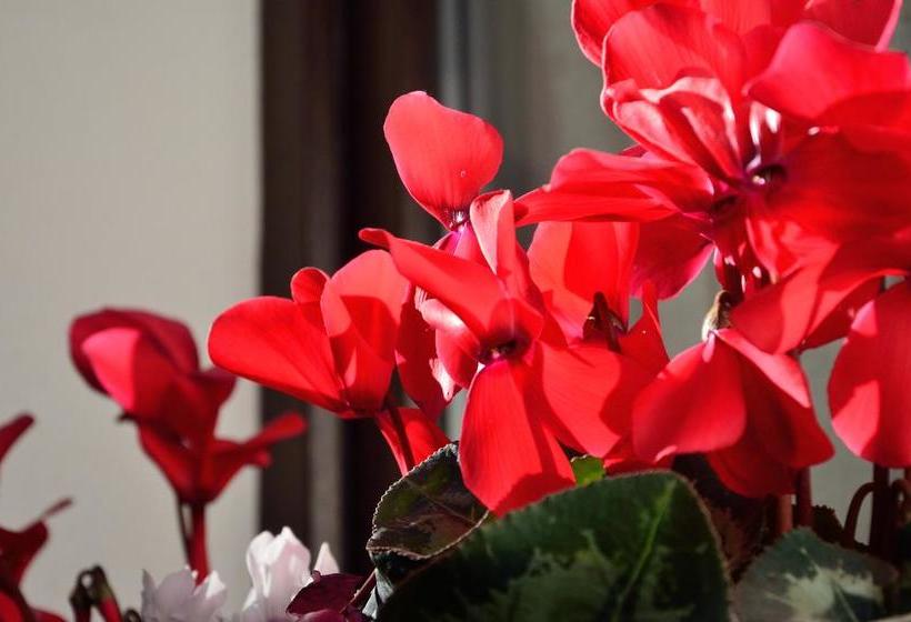 Bed and Breakfast Dependance Ludovica  | Termoli | Campobasso | Italia 20