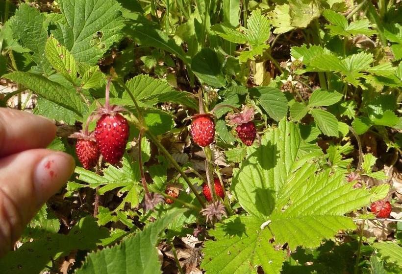 Bed and Breakfast La Pinetina  | San Massimo | Campobasso | Italia 12