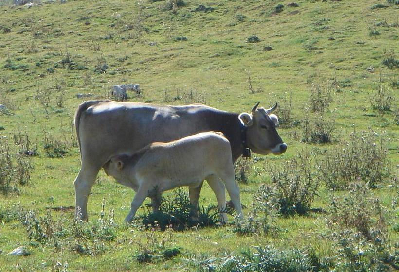 Bed and Breakfast La Pinetina  | San Massimo | Campobasso | Italia 9