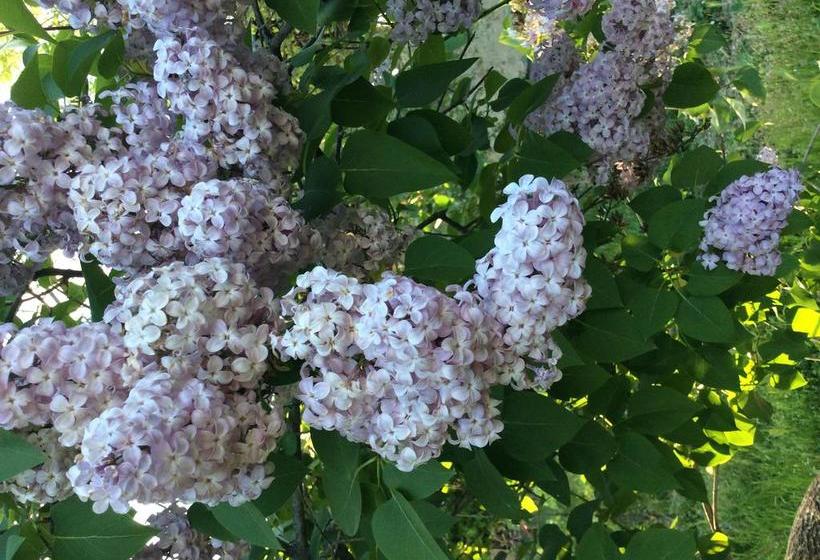 Podere Cristina B&b Villa Rossana  | Langhirano | Parma | Italia 7