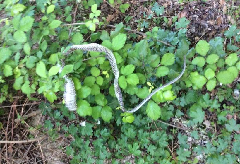 Podere Cristina B&b Villa Rossana  | Langhirano | Parma | Italia 8